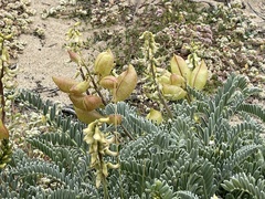 Astragalus nuttallii nuttallii