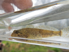 Cottus caeruleomentum