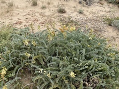 Astragalus nuttallii nuttallii