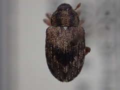 Lignyodes bischoffi