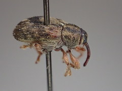 Lignyodes bischoffi