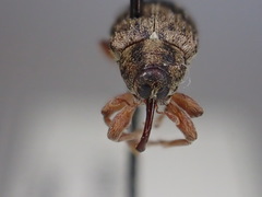 Lignyodes bischoffi