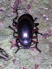 Eucyrtus pretiosus