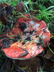 Russula californiensis