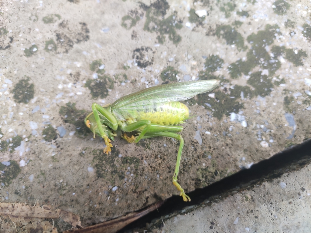 Magnigryllacris guomashan