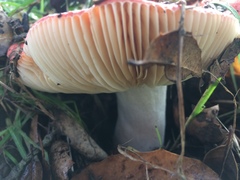 Russula californiensis