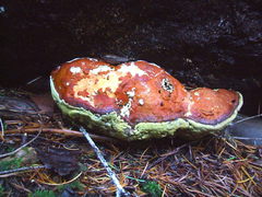Trichoderma pulvinatum