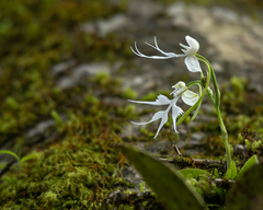 Habenaria crinifera