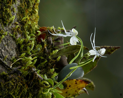 Habenaria crinifera