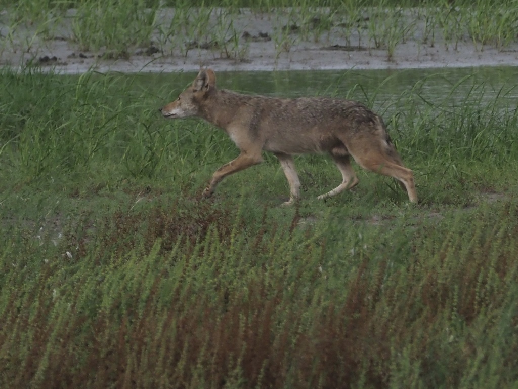 Coyote from 77571, La Porte, TX, US on May 11, 2021 at 09:25 AM by Cin ...