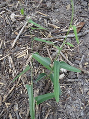Cocculus diversifolius