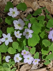 Thalictrum thalictroides