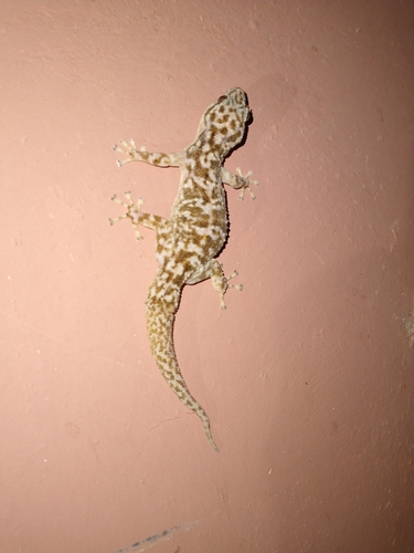Sonoran Leaf-toed Gecko, Phyllodactylus homolepidurus
