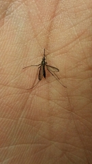 Aedes trivittatus