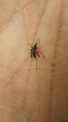 Aedes trivittatus
