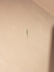 Phyllodactylus homolepidurus