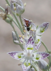 Endiodioctes