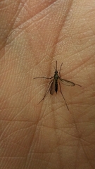 Aedes trivittatus