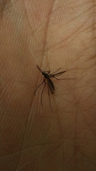 Aedes trivittatus