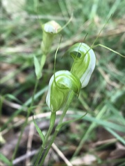 Pterostylis obtusa