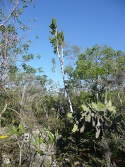 Thouinidium inaequilaterum