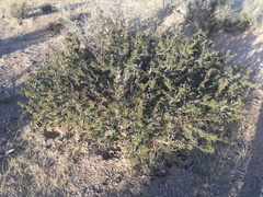 Prosopis denudans