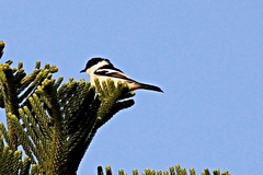 Lalage leucopyga