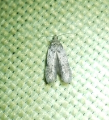 Taygete attributella