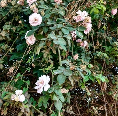Rosa