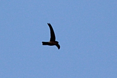 Aerodramus spodiopygius