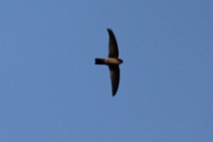 Aerodramus spodiopygius