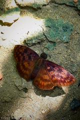 Anastrus sempiternus