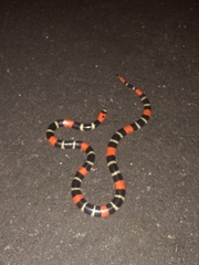 Micrurus lemniscatus