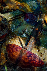 Anastrus sempiternus