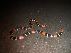 Micrurus lemniscatus