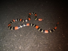 Micrurus lemniscatus