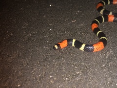 Micrurus lemniscatus