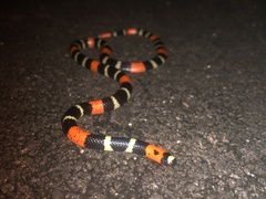 Micrurus lemniscatus