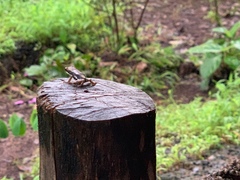 Pedostibes tuberculosus