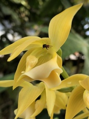 Mormodes