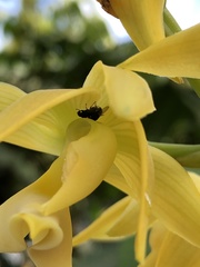 Mormodes