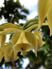 Mormodes