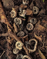 Bothrocophias microphthalmus