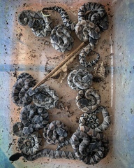 Bothrocophias microphthalmus