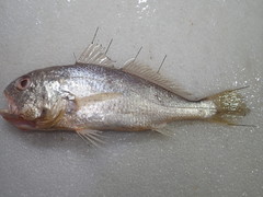 Pennahia macrocephalus