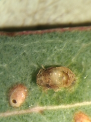 Psyllaephagus bliteus