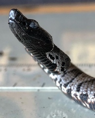 Bothrocophias microphthalmus