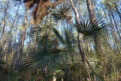 Coccothrinax scoparia