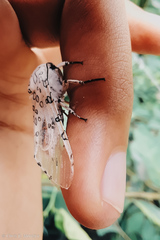 Hypercompe caudata