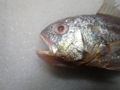Pennahia macrocephalus